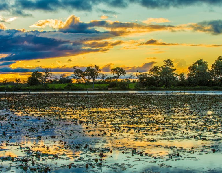 The Pantanal