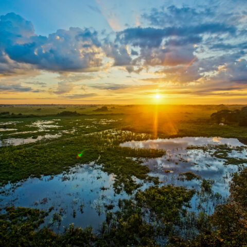 Pantanal