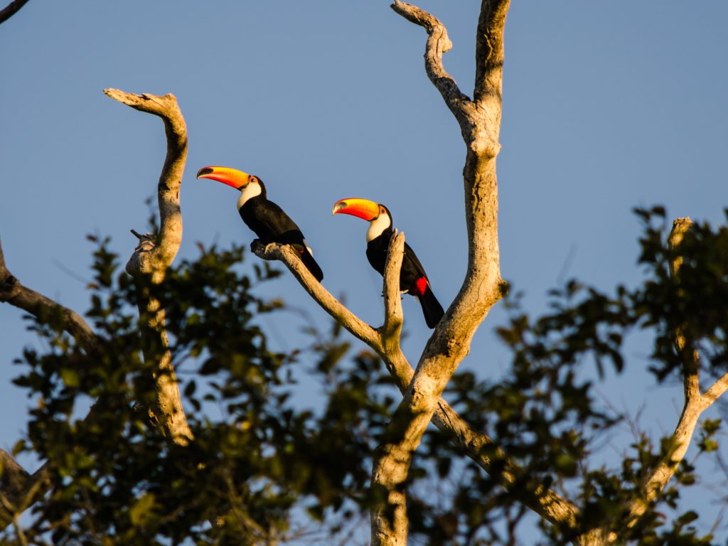 Toucans