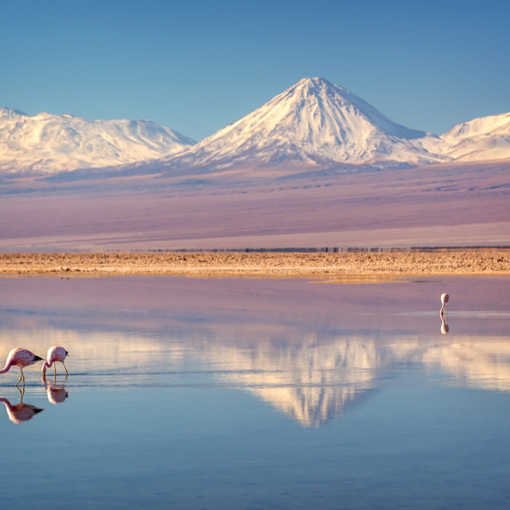 Flamingoes in the Atacama Desert, Chile