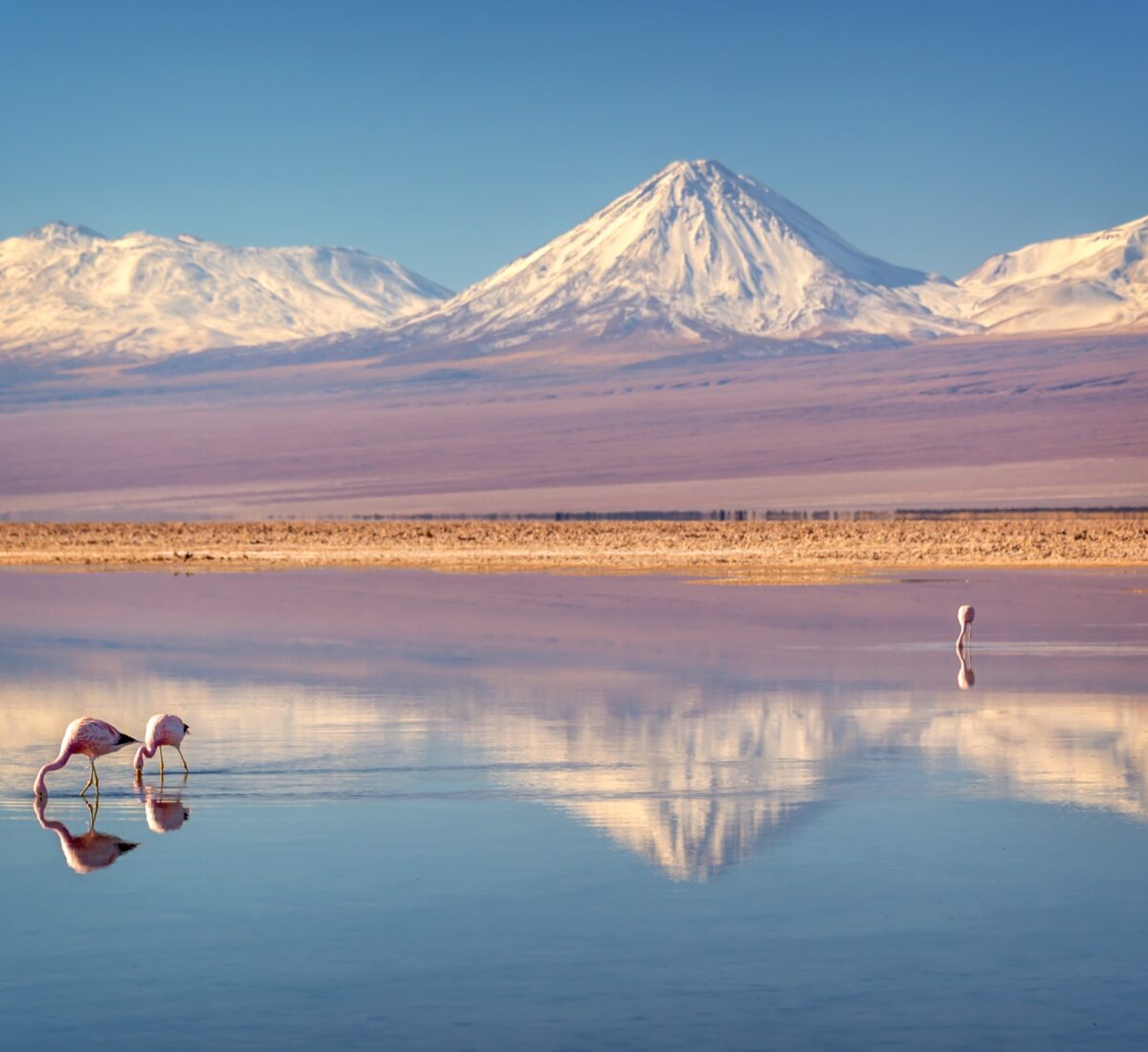 Flamingoes in the Atacama Desert, Chile