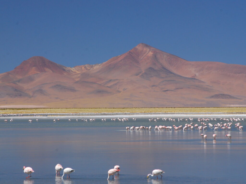 Flamingos Atacama