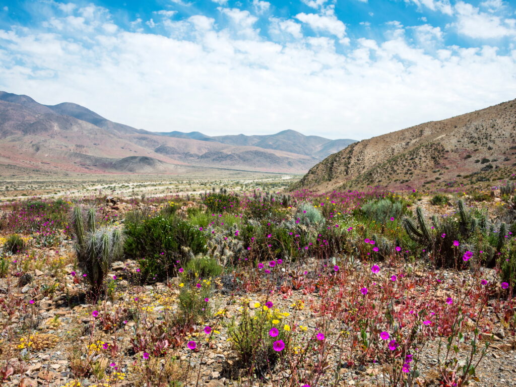Wildflowers Atacama