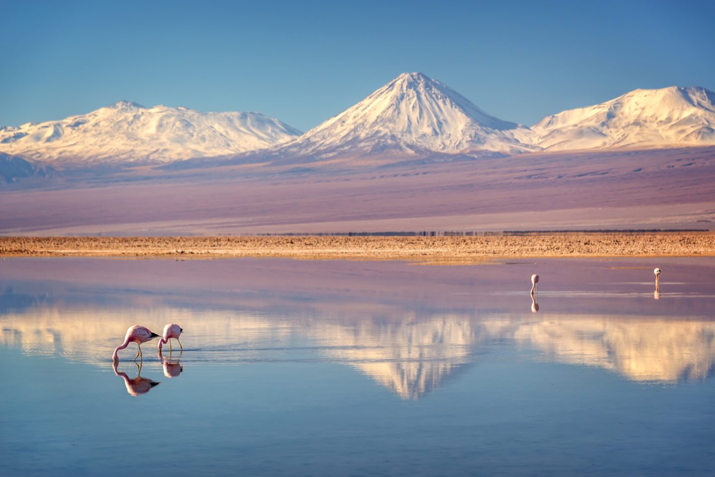 Flamingoes in the Atacama Desert, Chile