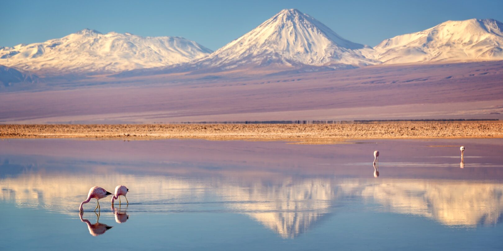 Flamingoes in the Atacama Desert, Chile