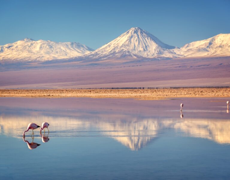 Flamingoes in the Atacama Desert, Chile
