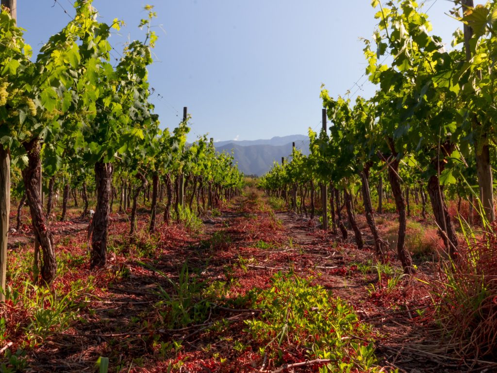 Vineyard in Chile