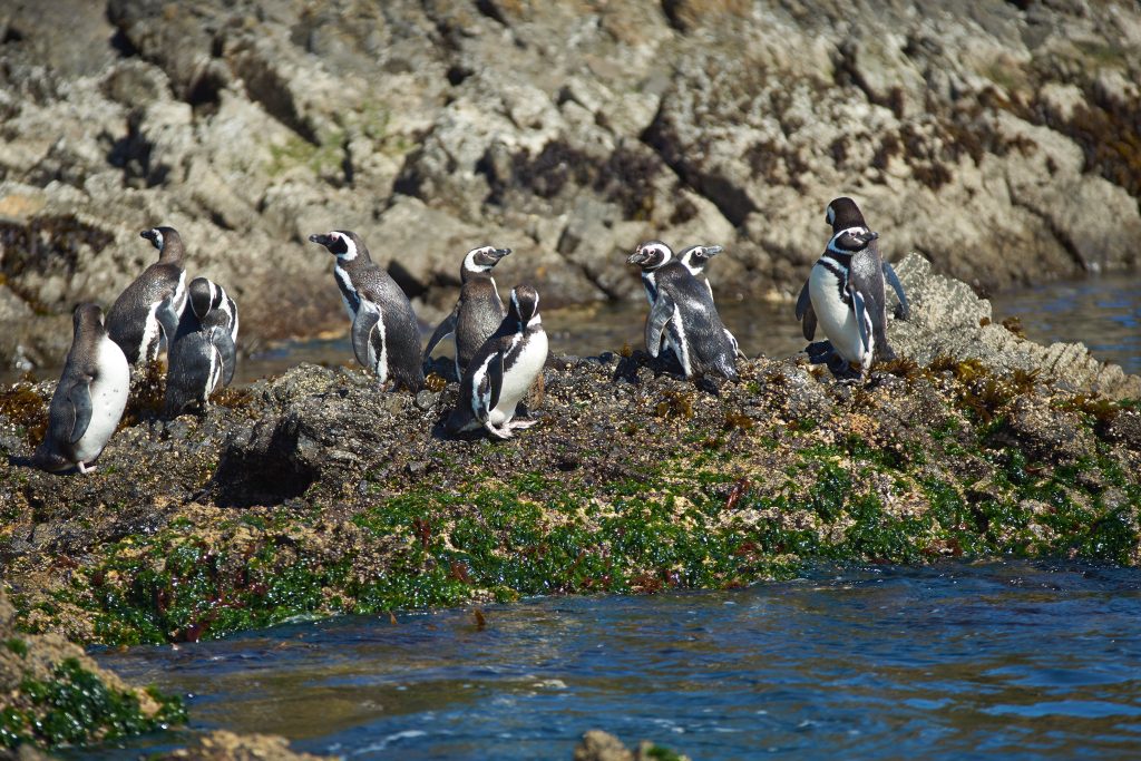 Penguins