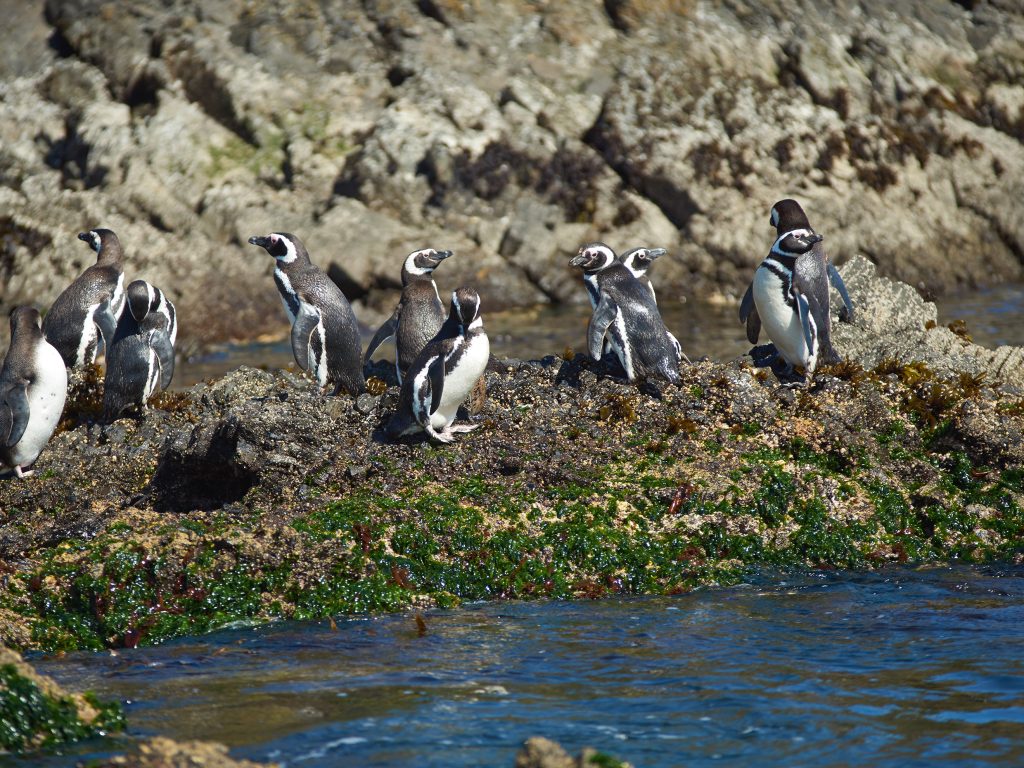 Penguins