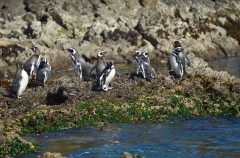 iStock © Penguins