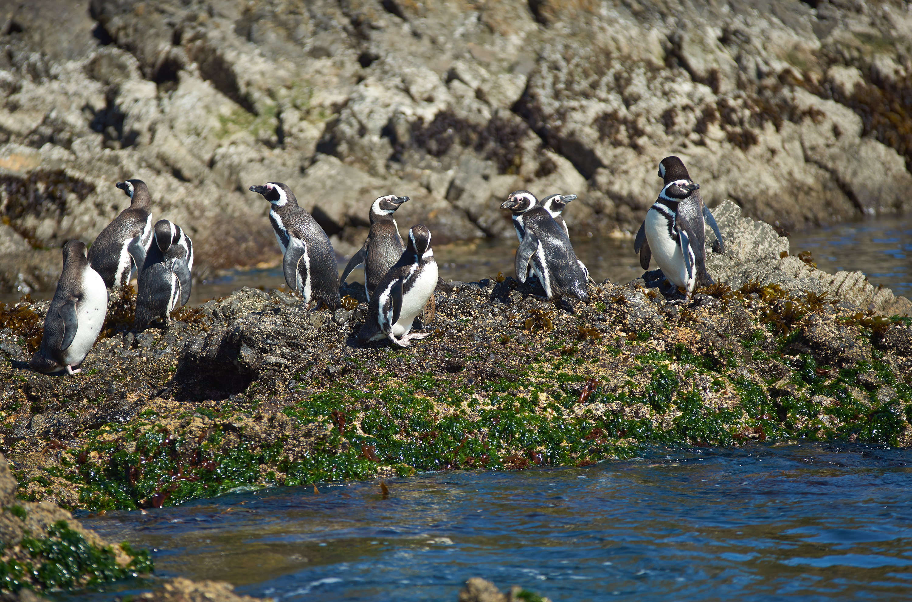 Penguins