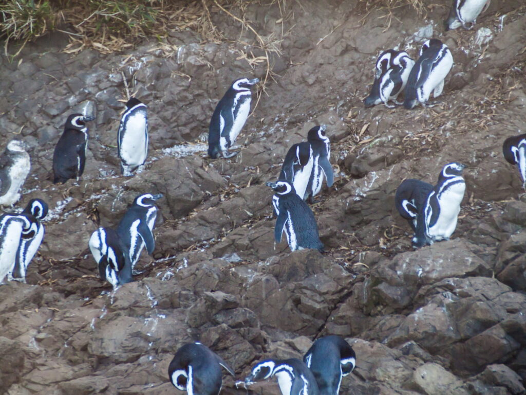 Penguins Chiloe