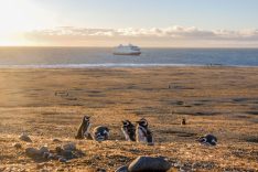 CHI__TierraDelFuego__MagdalenaIsland_Australis_supplier