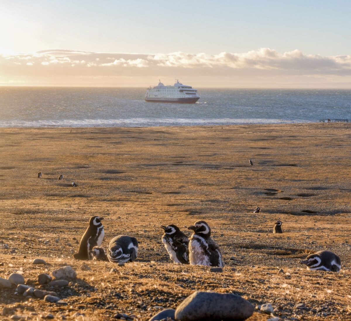 CHI__TierraDelFuego__MagdalenaIsland_Australis_supplier