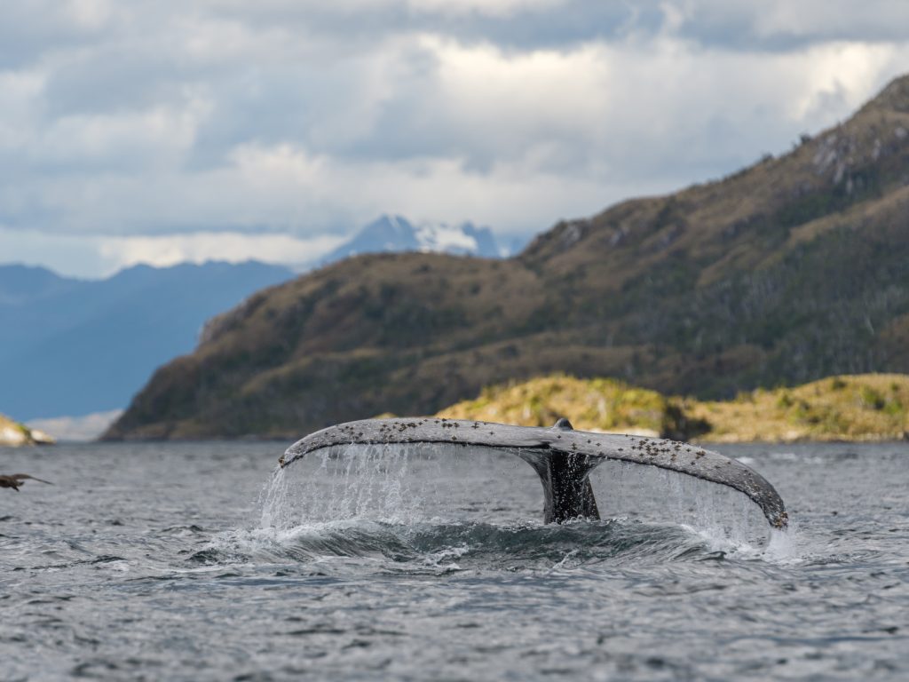 Humpback Whale
