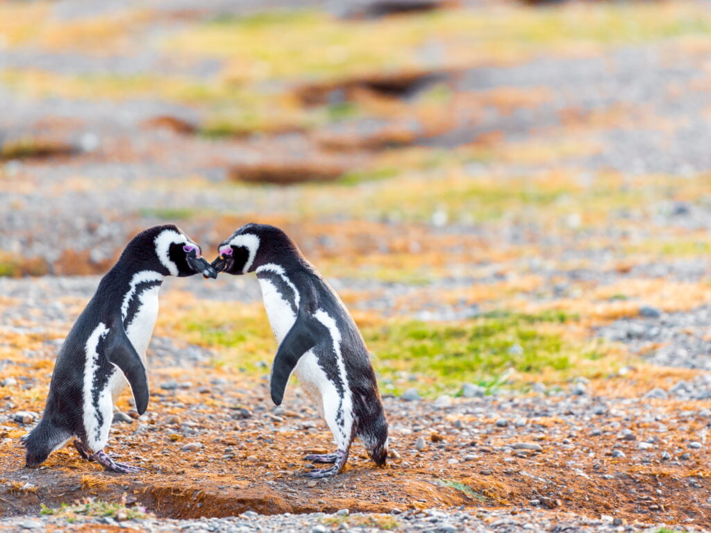 magellanic Penguins