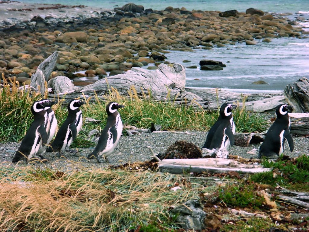 CHI_PuntaArenas_iStock_000000543186_freewithcredit