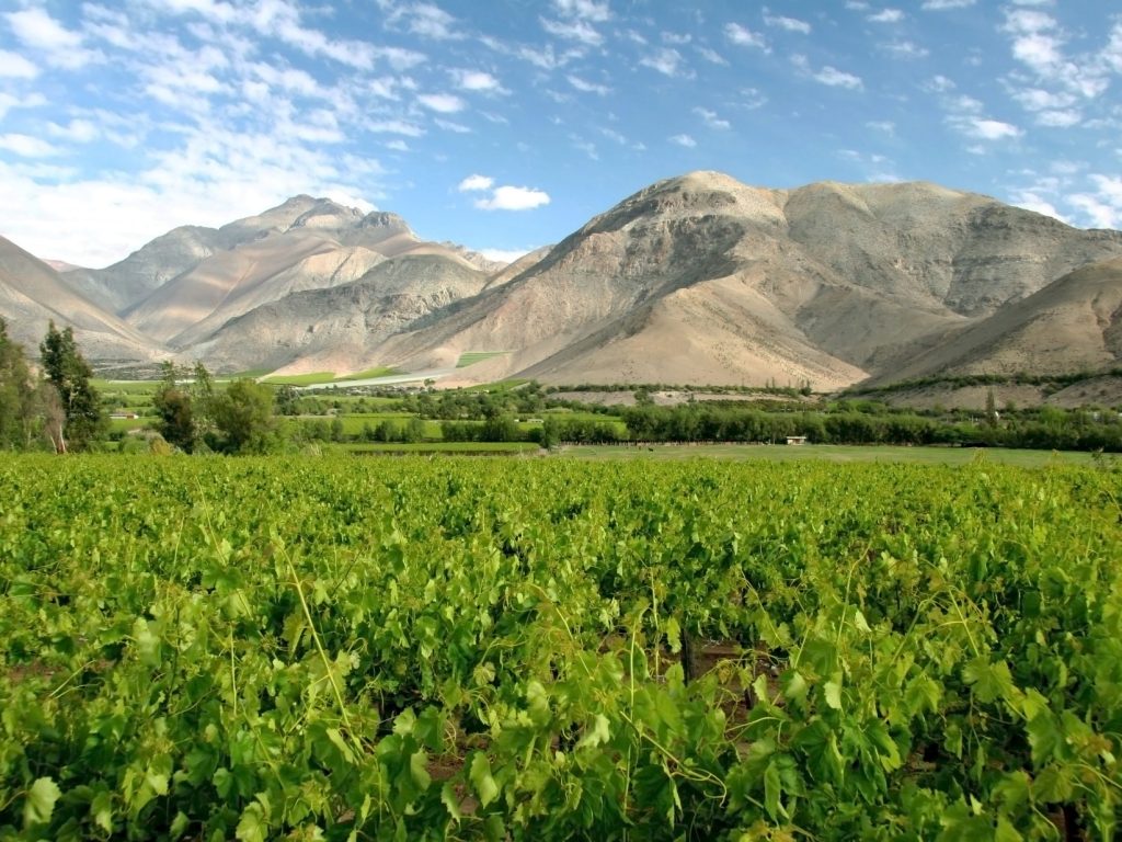 Elqui Valley Vineyards