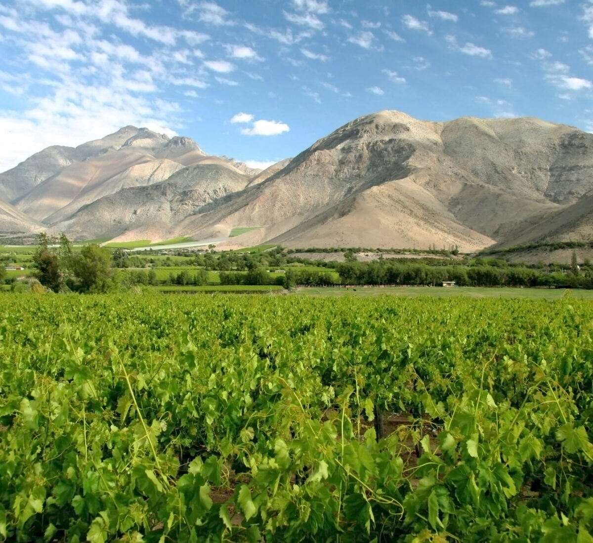 Elqui Valley Vineyards