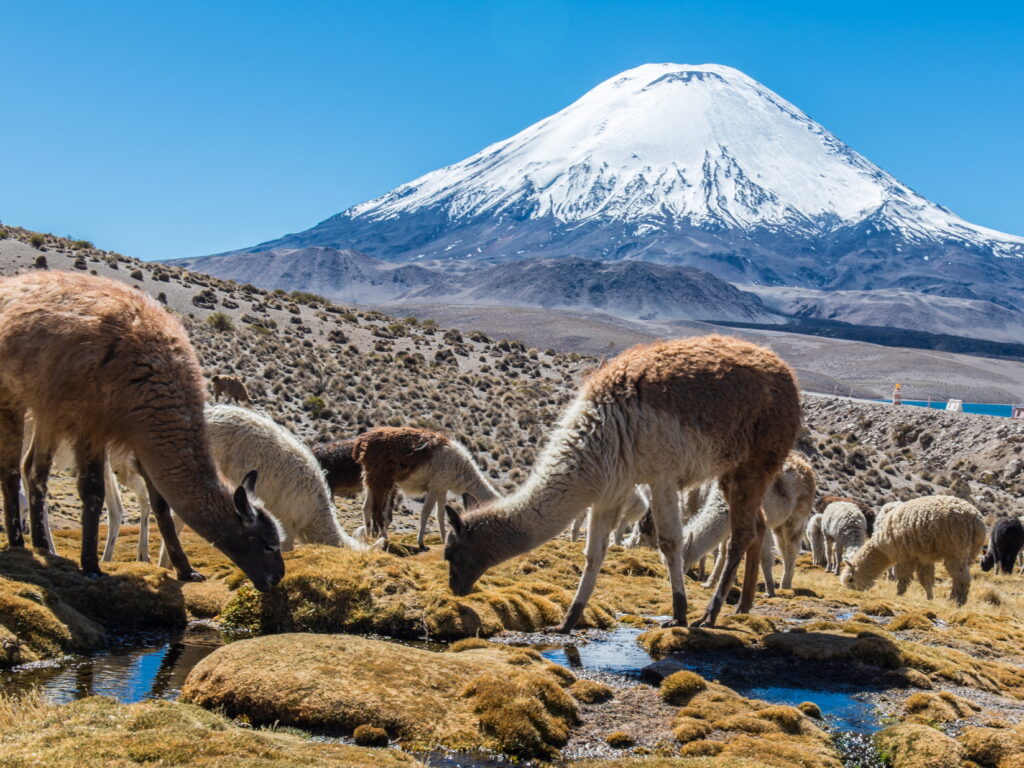 Lauca