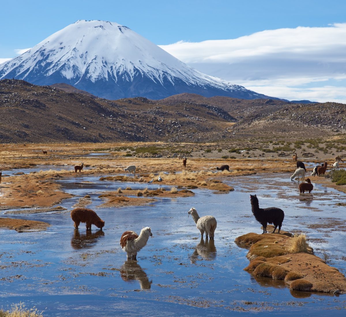 Lauca