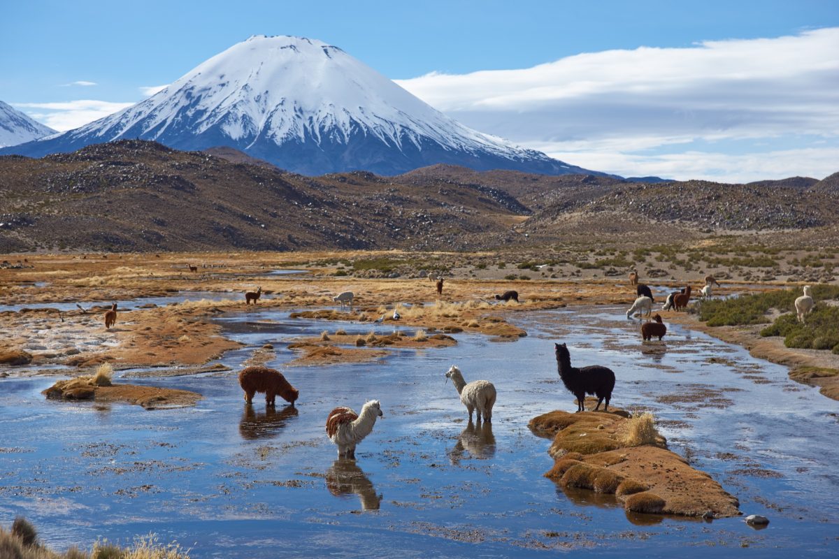 Lauca National Park - Places to visit - Chile - Journey Latin America