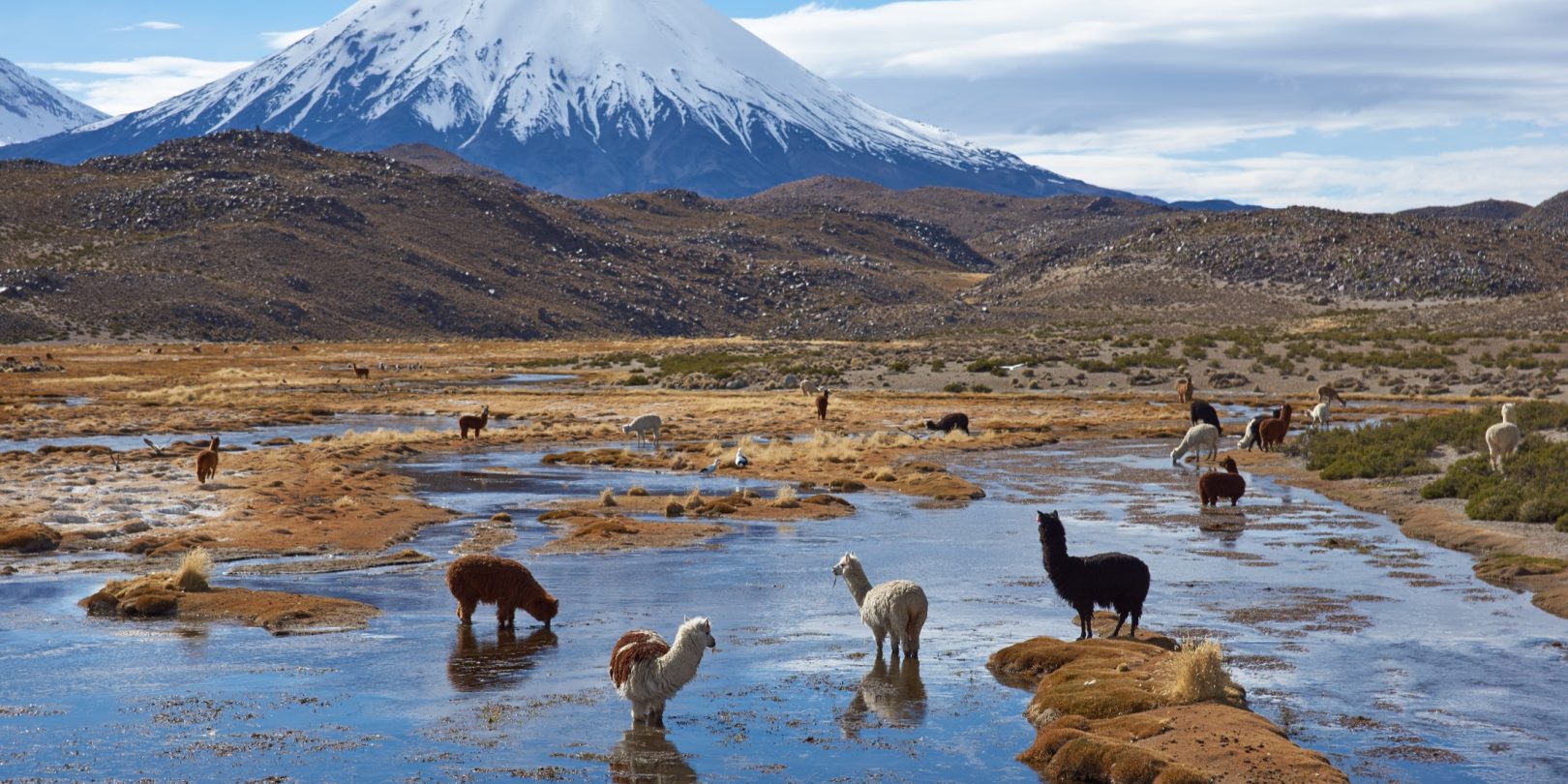 Lauca