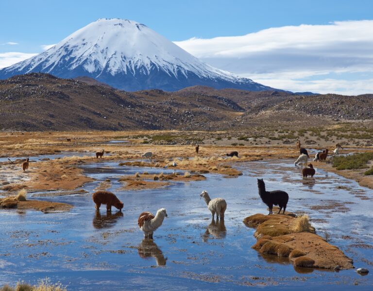 Lauca