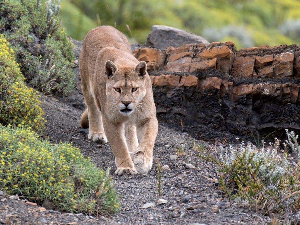 Search for Puma in Torres Del Paine