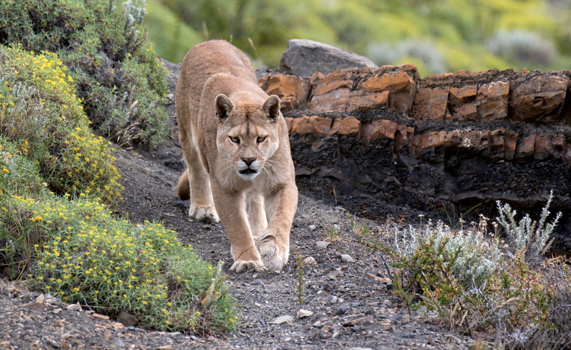 Search for Puma in Torres Del Paine
