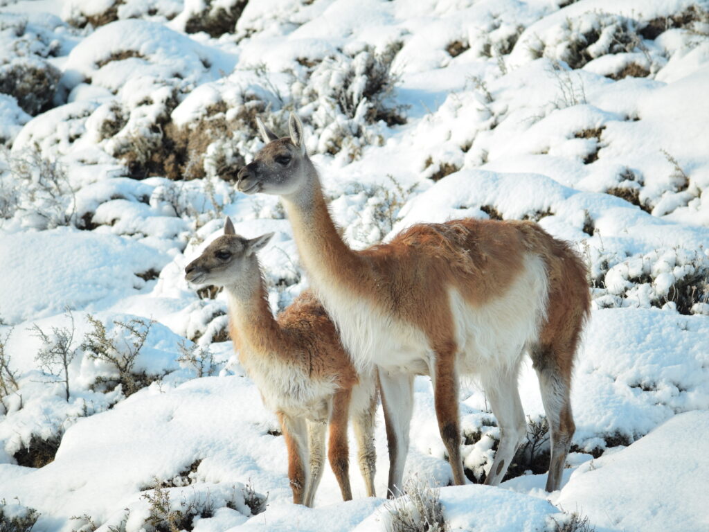 Winter Torres Del Paine