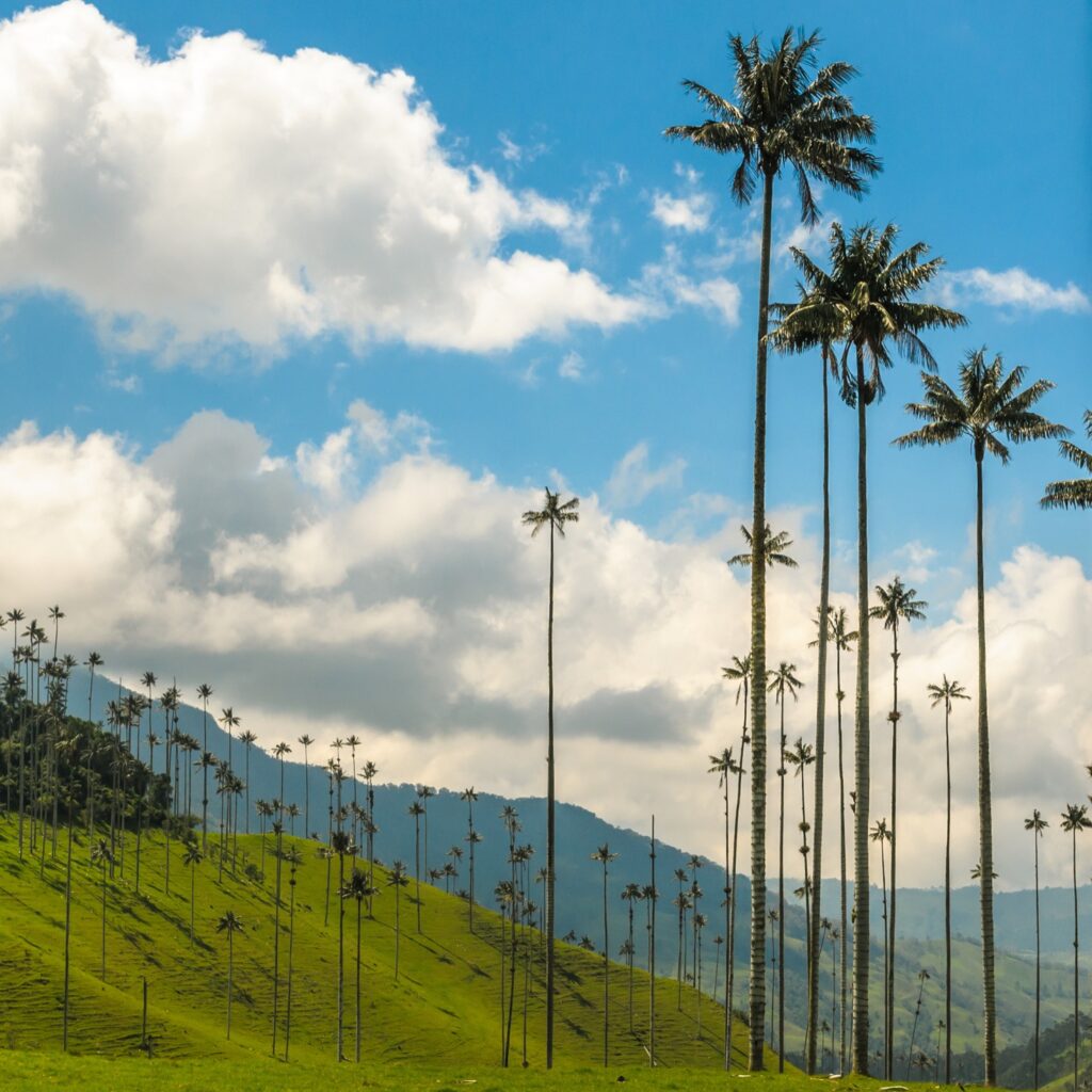 Cocora Valley