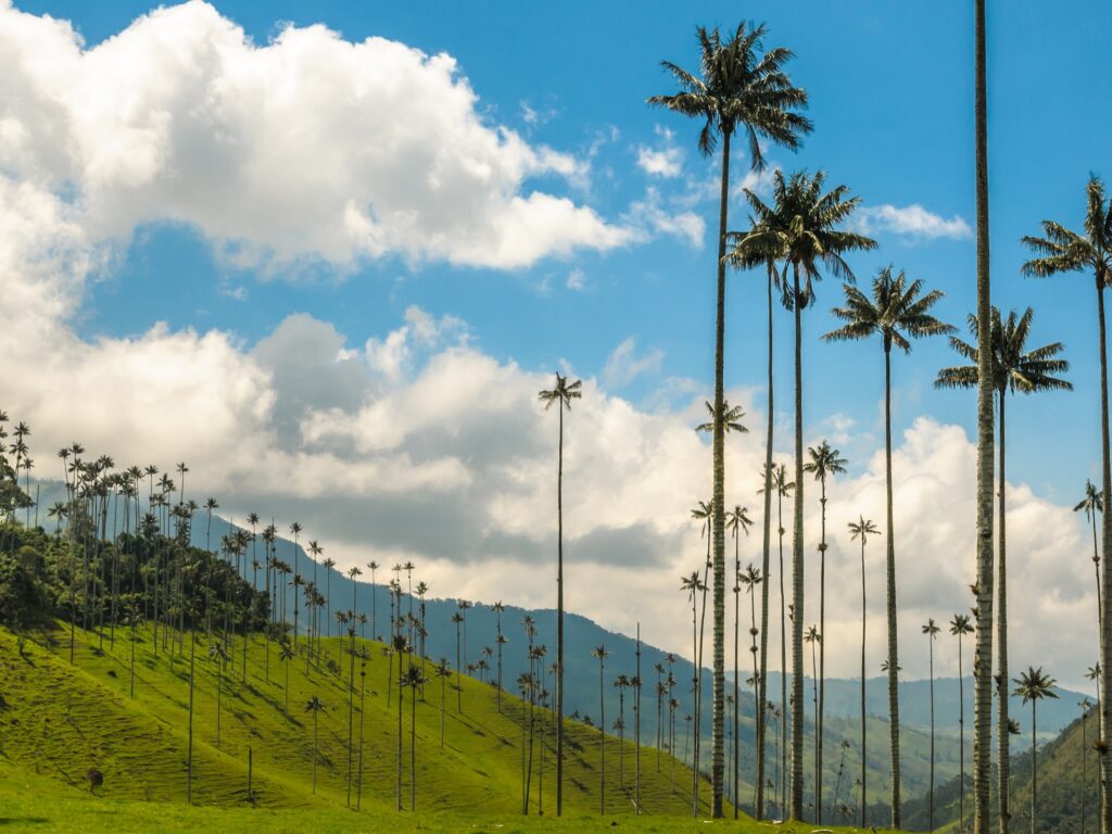 Cocora Valley