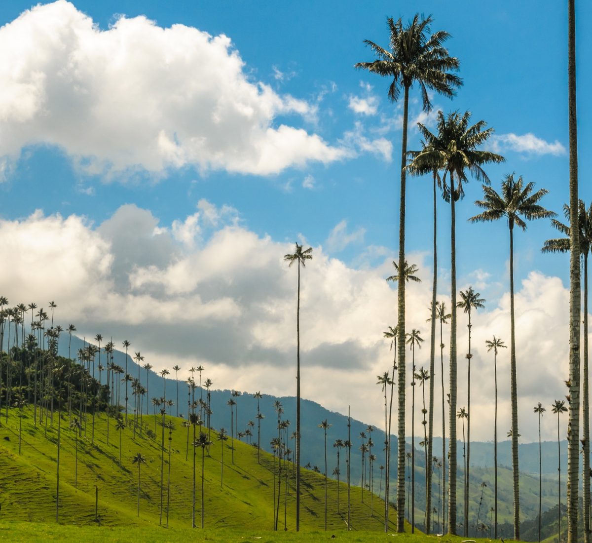 Cocora Valley