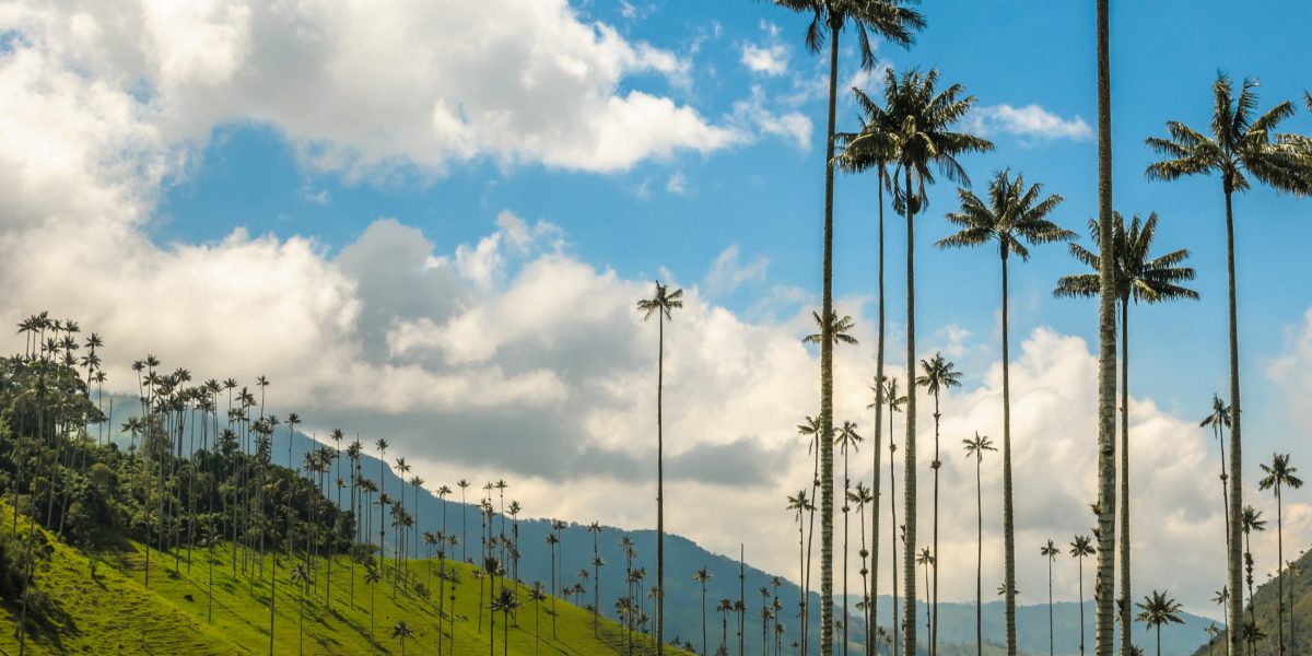 Cocora Valley