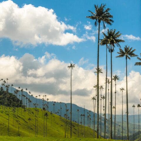 Cocora Valley