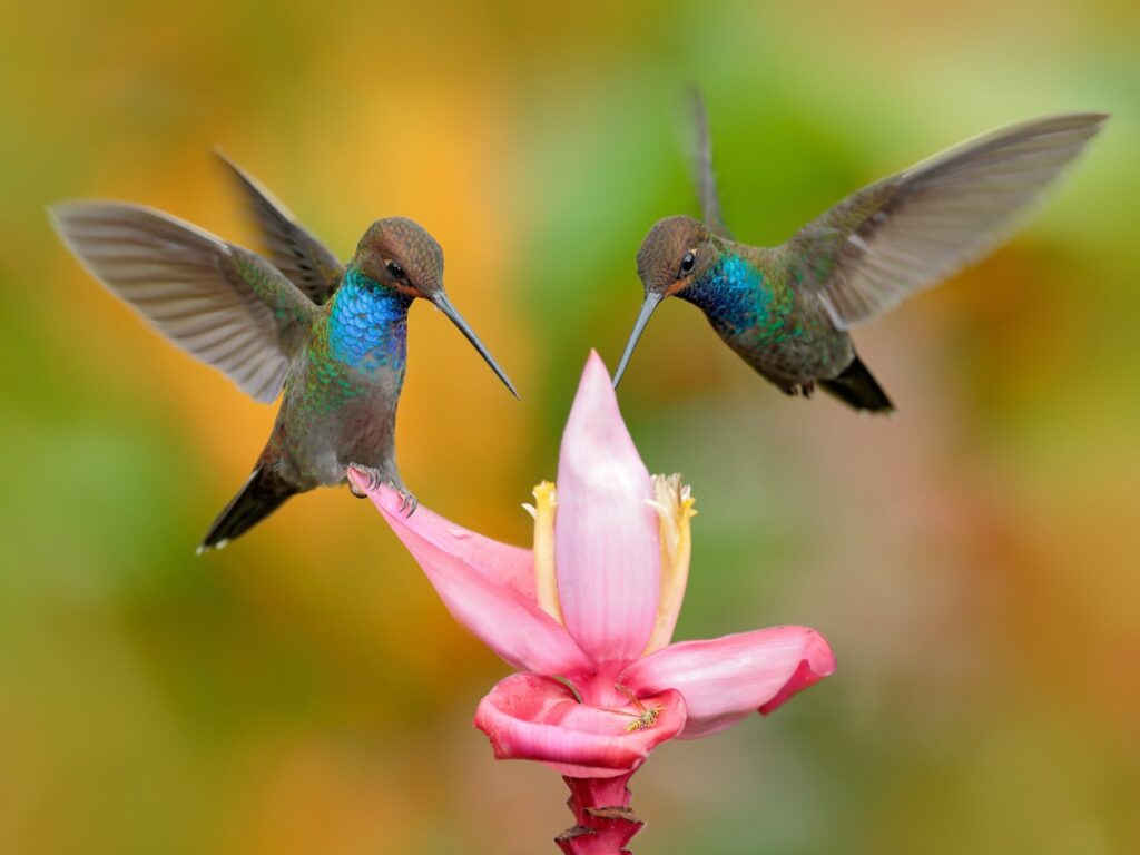 Hummingbirds