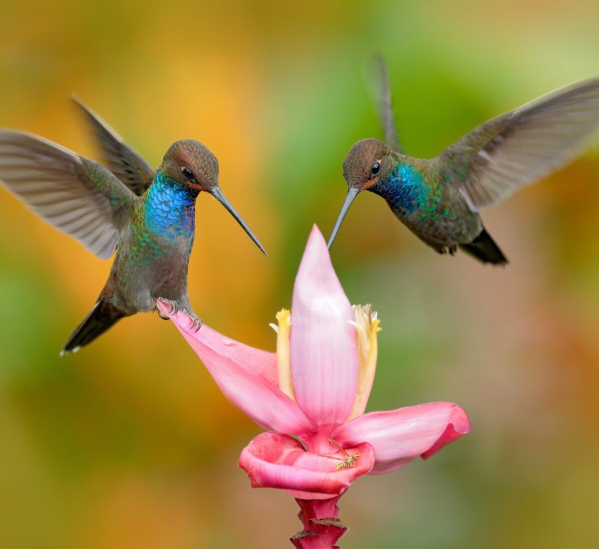 Hummingbirds