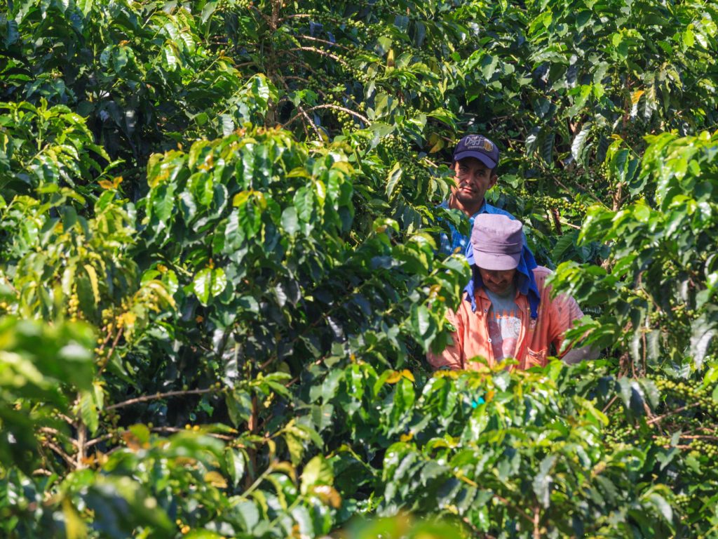 Coffee Region