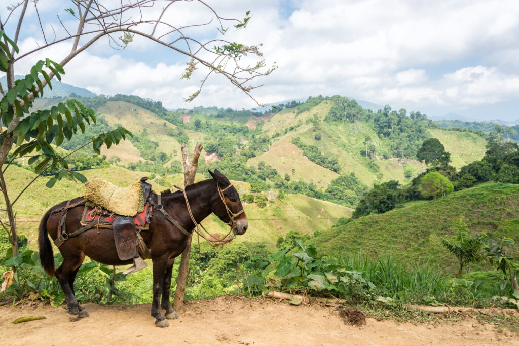 Coffee Region