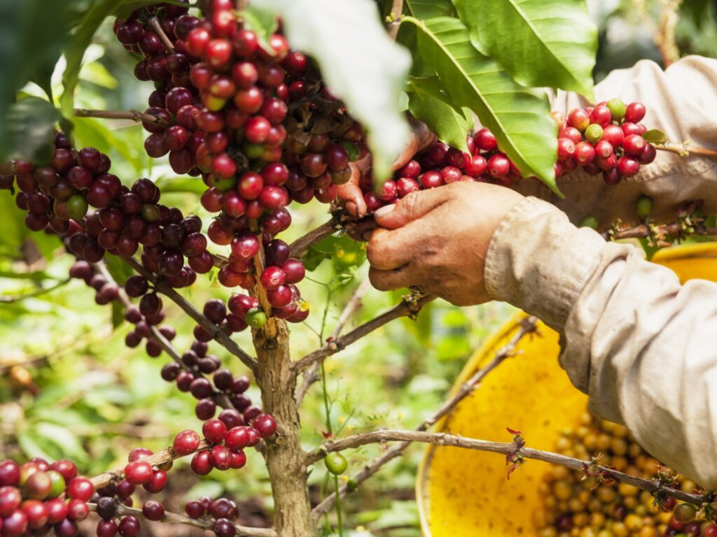 Coffee Region