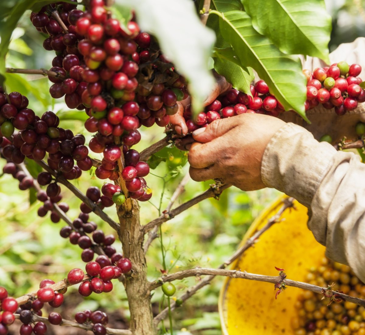 Coffee Region