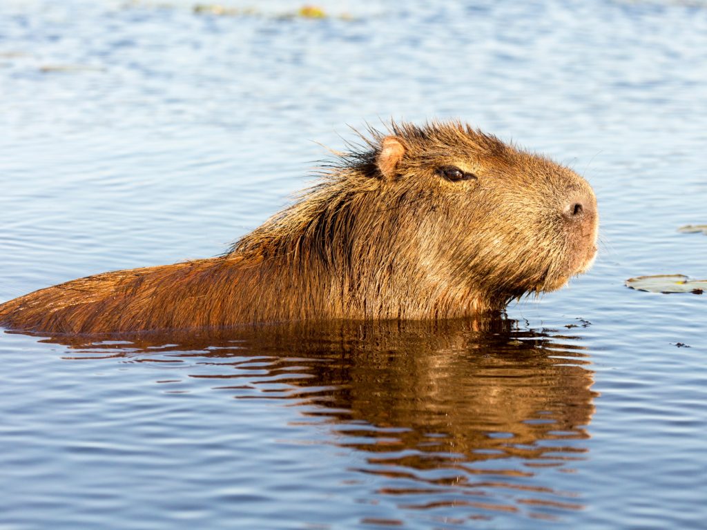 Capybara