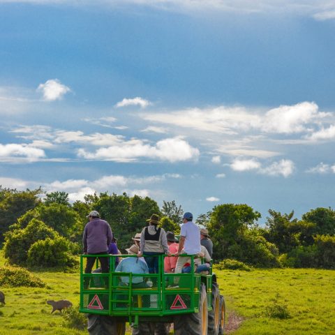 Llanos