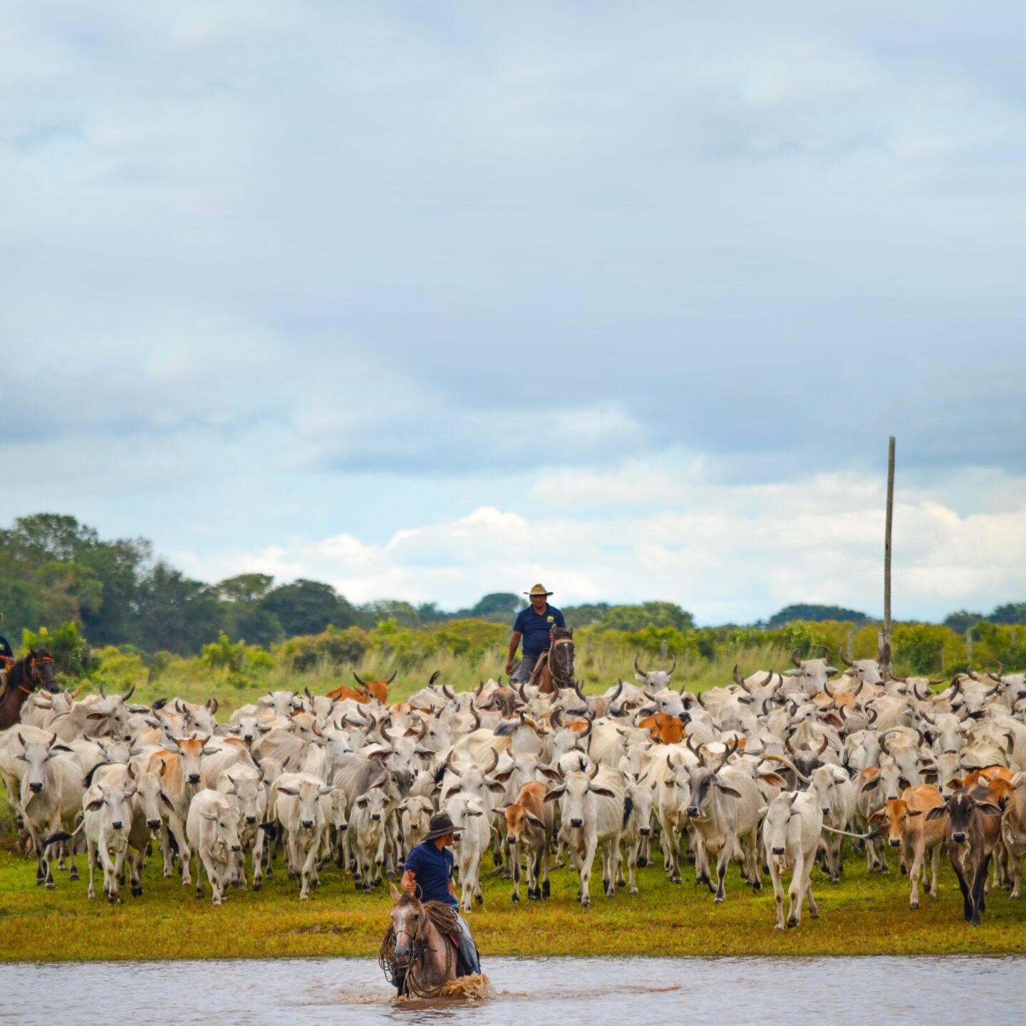 LLanos