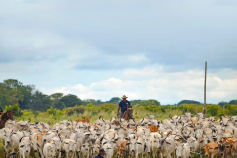 LLanos