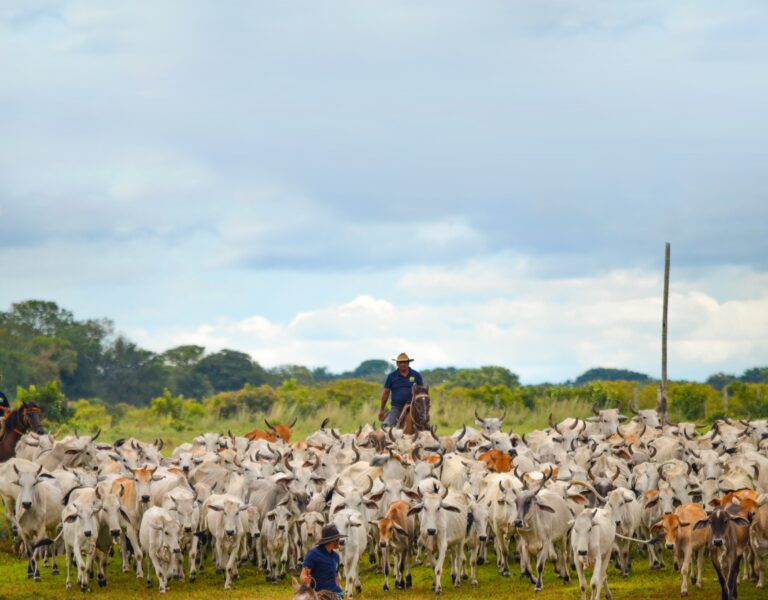 LLanos