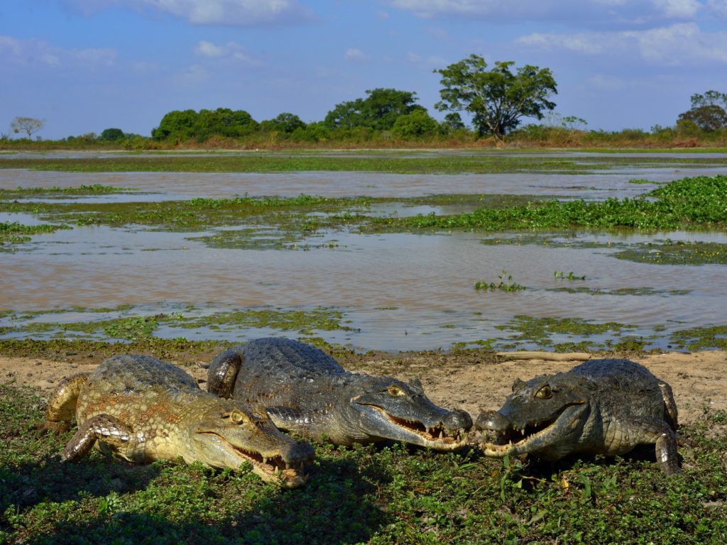 Caiman in the Llanos