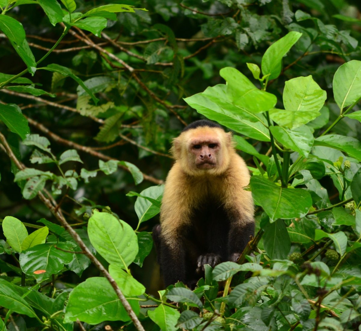 Monkey in the Arenal area, Costa Rica