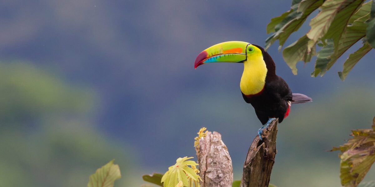 Toucan